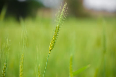 Close up of young green wheat on the field