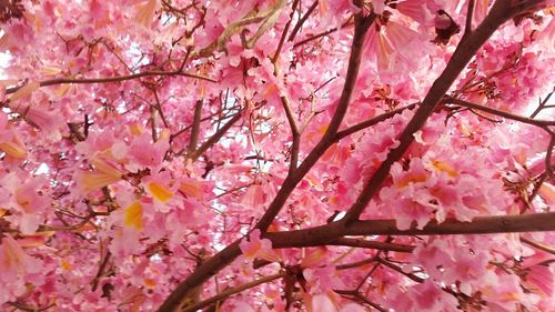 Low angle view of pink flowers on tree