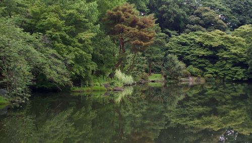 Scenic view of lake amidst trees in forest