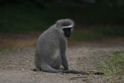 Close-up of monkey sitting on field