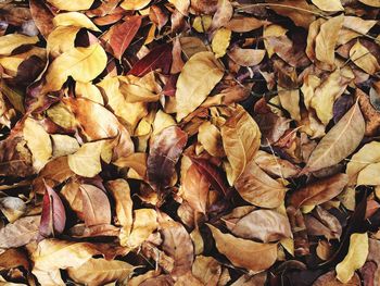 Full frame shot of dry maple leaves