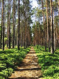 Footpath amidst trees in forest