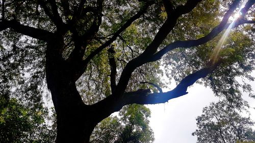 Low angle view of silhouette tree against sky