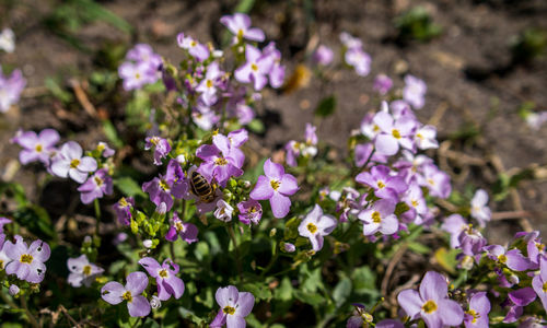 Close-up of purple flowers