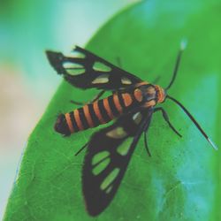 Close-up of butterfly on leaf