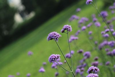 Close-up of purple flowering plant