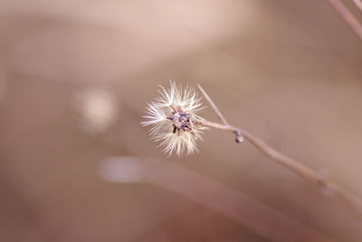 Close-up of dandelion flower