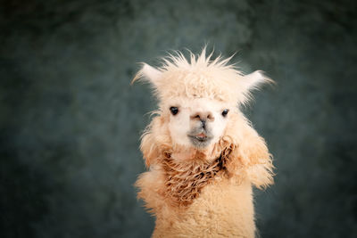 Portrait of alpaca smiling with blur cement wall background.