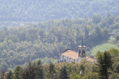 Trees and buildings in forest