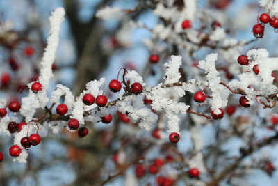 Red hawthorn fruit on its branches covered with snow. blue sky background and wallpaper.