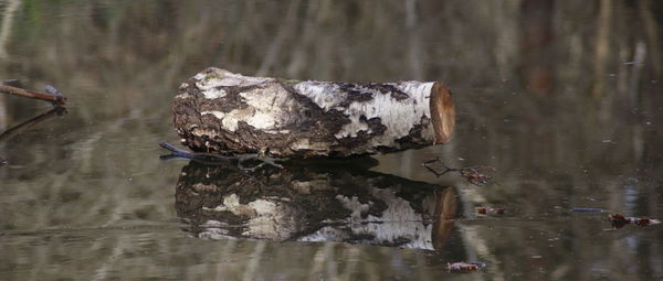 Close-up of reflection in lake