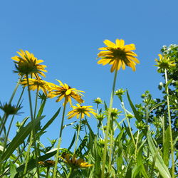 Low angle view of yellow flowering plants against sky