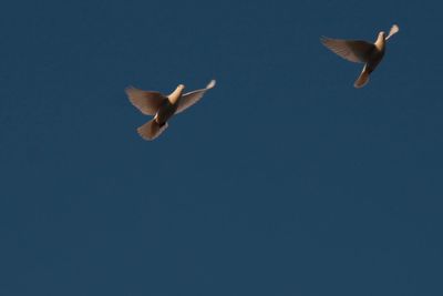 Low angle view of birds flying against blue sky