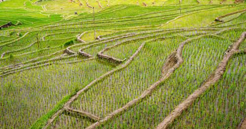 Full frame shot of rice paddy