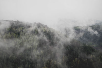Panoramic shot of trees in foggy weather