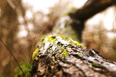 Close-up of moss on rock
