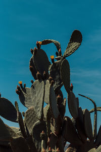 Low angle view of cactus against blue sky