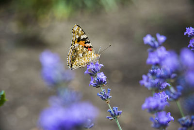 Close-up of butterfly pollinating on purple flowering plant