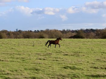 pasture