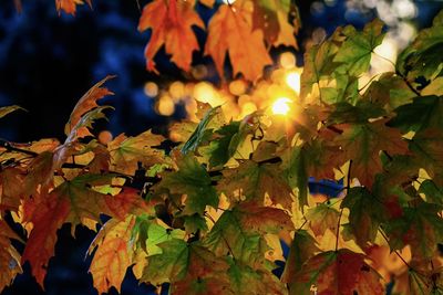 Close-up of maple leaves on plant