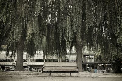 Trees in park