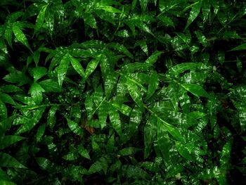 Full frame shot of raindrops on leaves