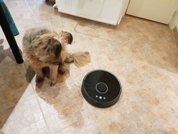 High angle view of dog at home