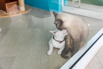 White cat with mekong bobtail 2 cats playing with fun