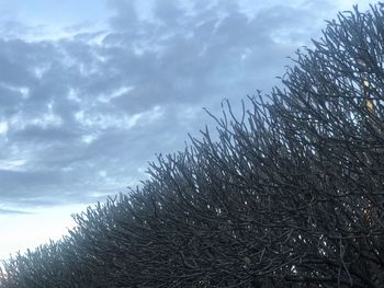 Low angle view of snow covered tree against sky