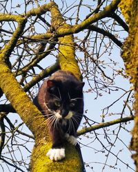 Portrait of a cat on tree