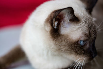 Close-up of siamese cat resting at home