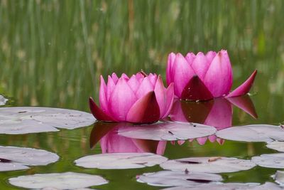 Close-up of lotus water lily in pond