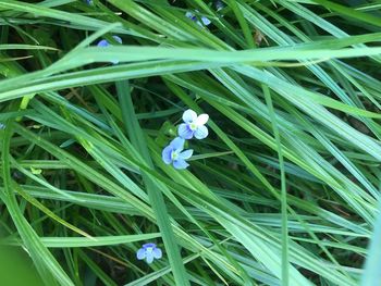 Blue flowers in grass