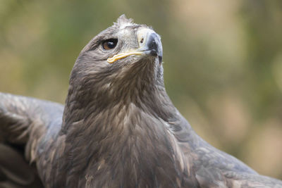 Close-up of a bird looking away