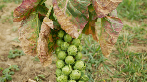 High angle view of plant growing on field