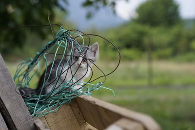 Close-up of a cat playing in a wires