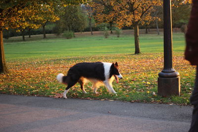 Dog in park