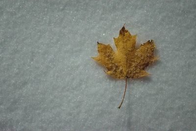 High angle view of dried plant