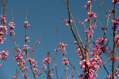 Low angle view of pink flowering plants against clear sky