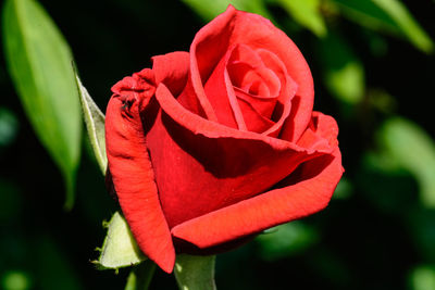 Close-up of red rose