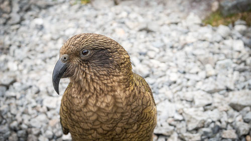 Close-up of a bird looking away