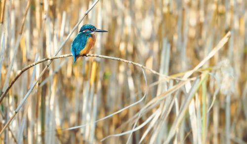 Bird perching on branch