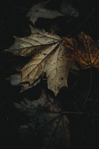 Close-up of dry maple leaves on field