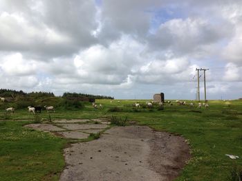 Cows grazing on field against sky