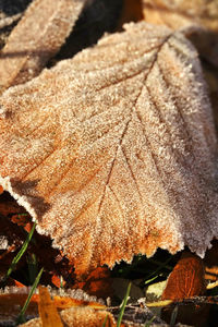 Close-up of dry leaves on field