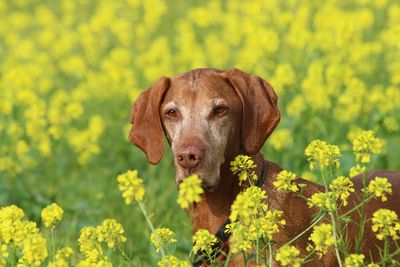 Portrait of dog on yellow field. vizsla