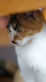 Close-up of cat looking away