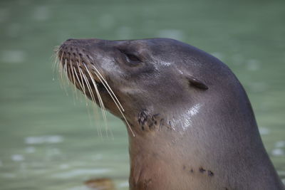 Closeup portrait of galapagos fur seal arctocephalus galapagoensis head out of water galapagos