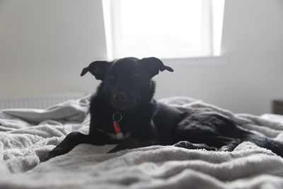 Dog relaxing on bed at home