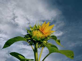 Close-up of sunflower against sky